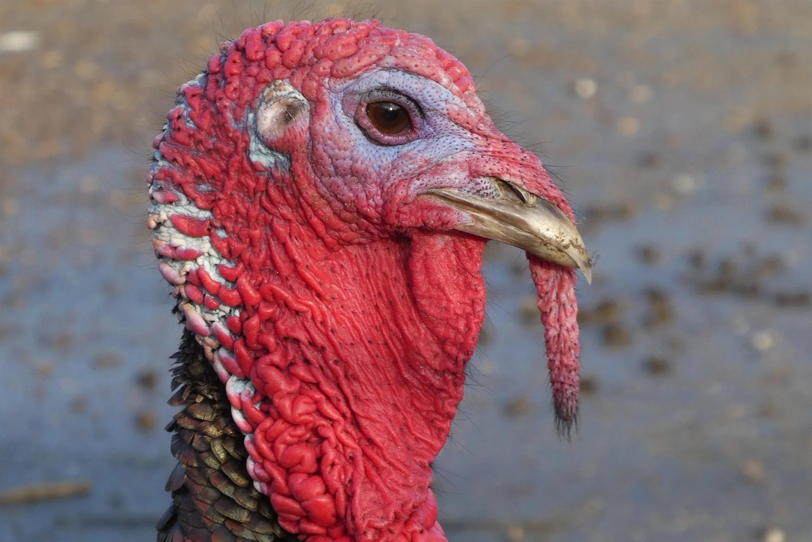 The Grand Reef: An extreme close-up profile portrait of a turkey showing its bright red wattles and eye.