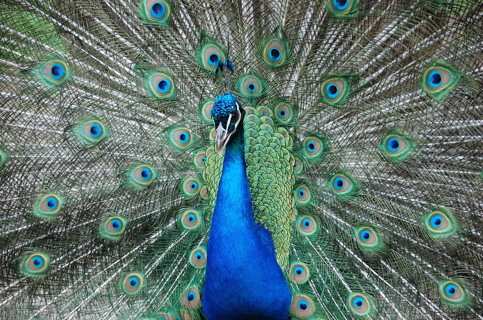 Dolphin Lagoon: A male peacock displaying its vibrant blue neck and fan of iridescent green feathers.