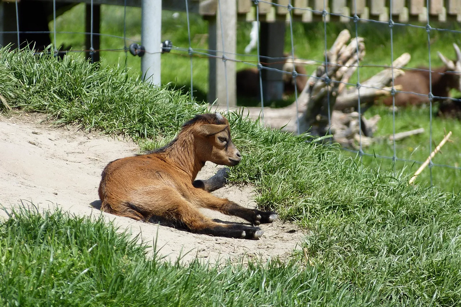 Flamingo Point: A small brown baby goat lies on a sandy spot in a grassy enclosure near a fence.