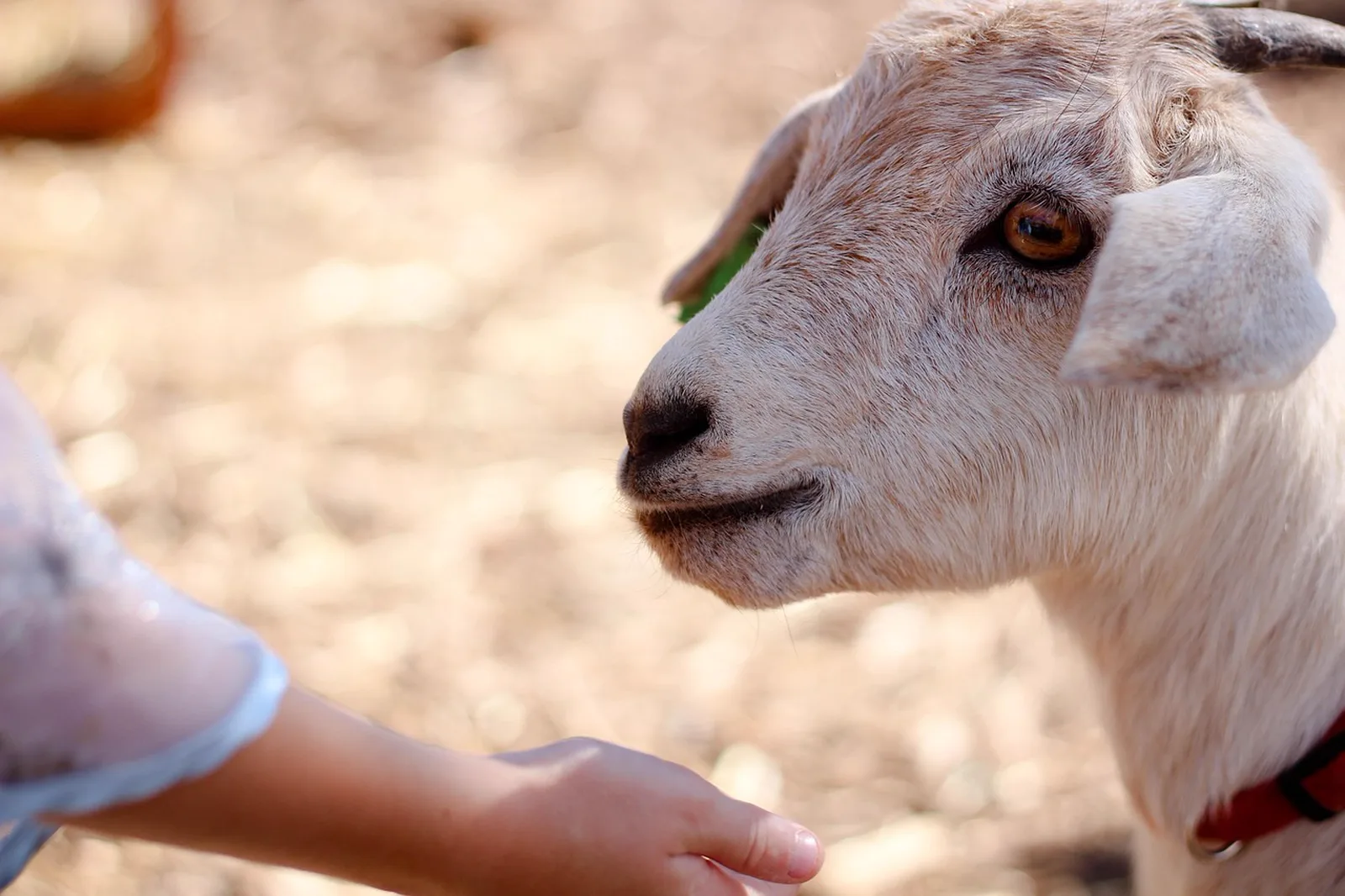 The Grand Reef Snorkel: A child reaches out a hand toward a friendly goat at a petting zoo.