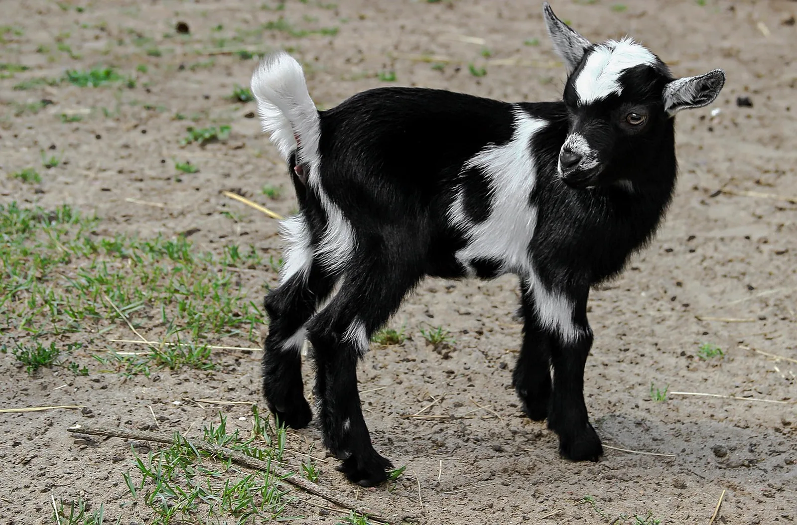 Explorer's Aviary: A small black and white baby goat stands on a sandy dirt ground.