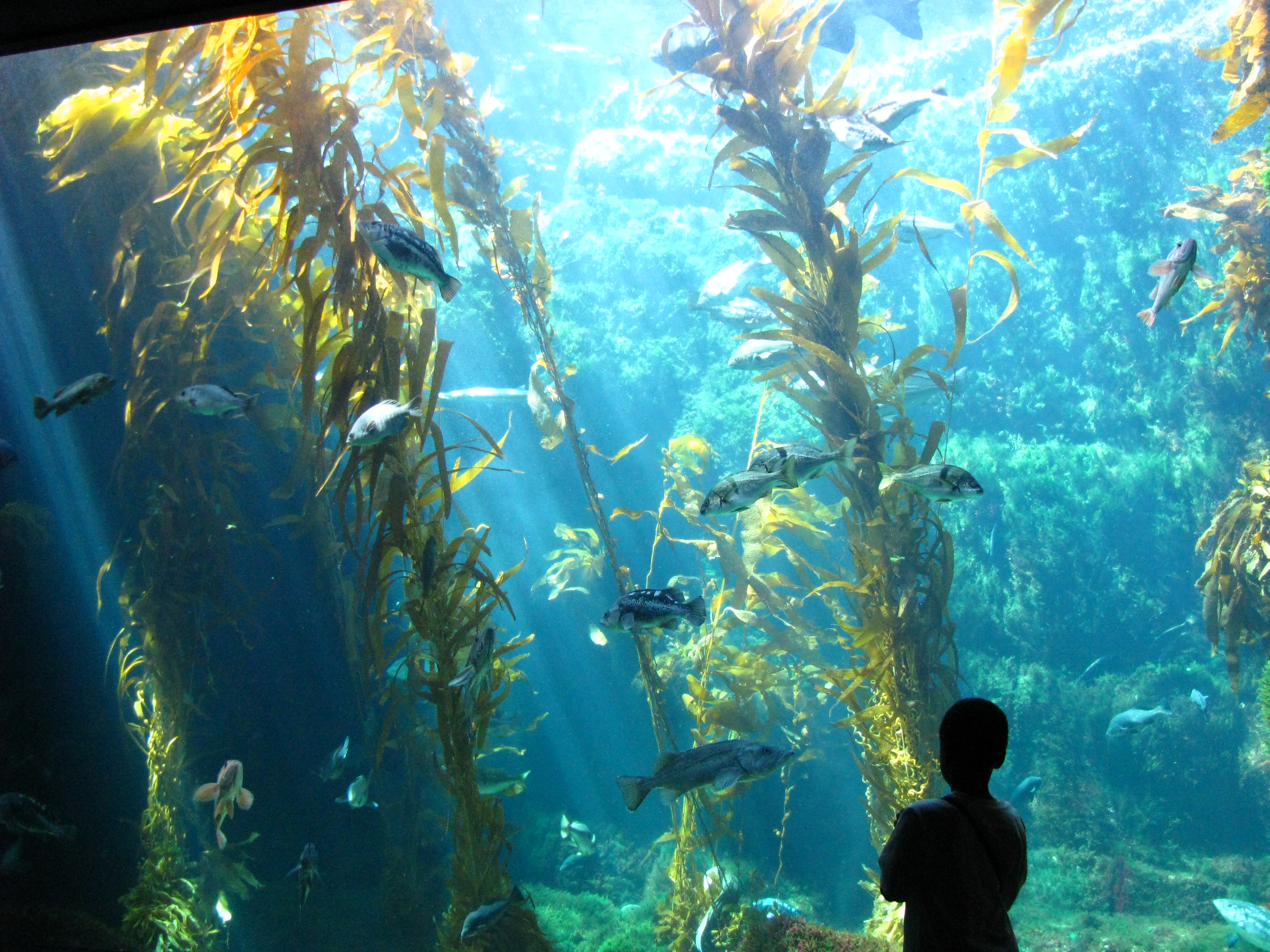 Birch Aquarium at Scripps
