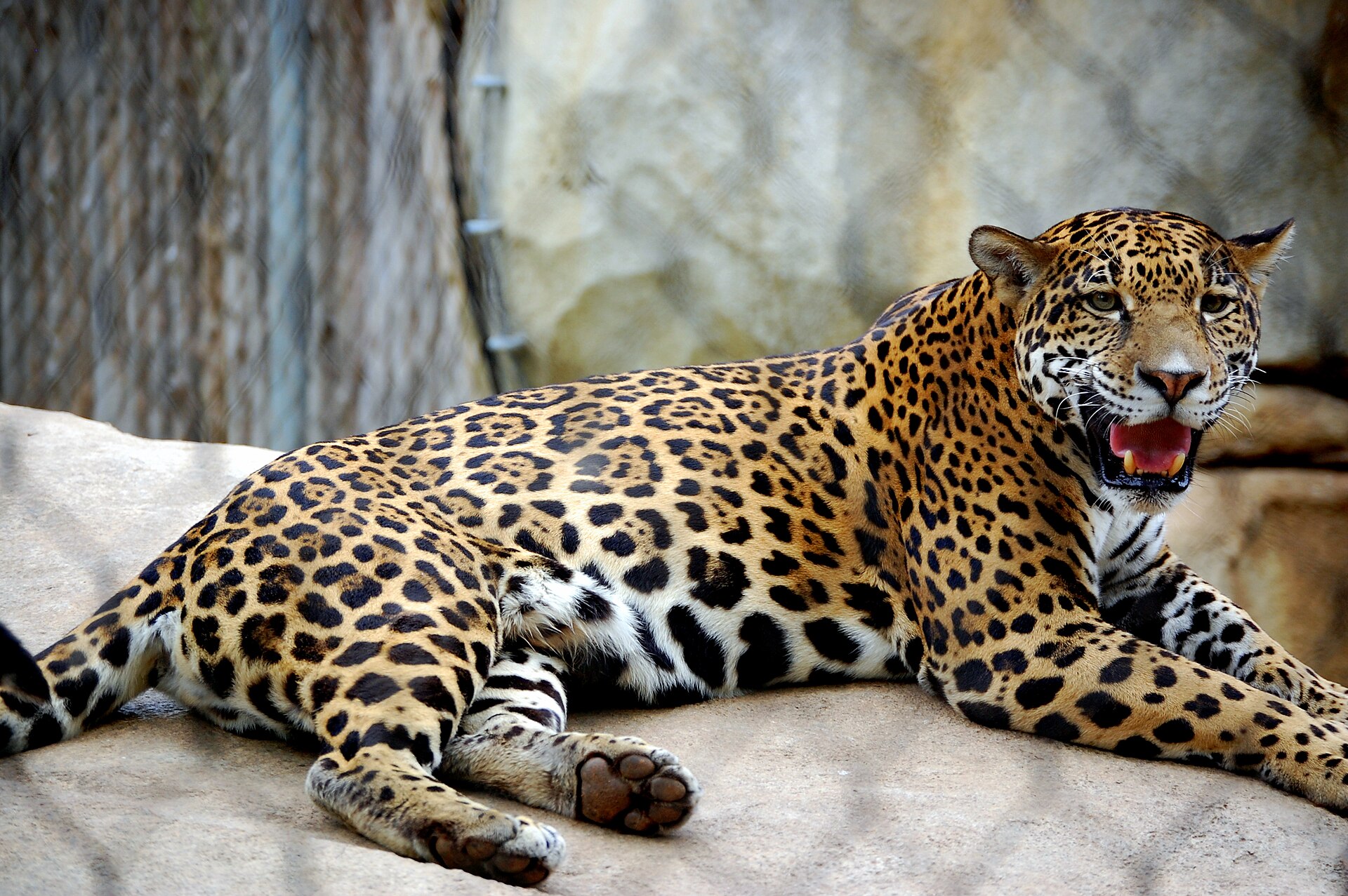 Cameron Park Zoo