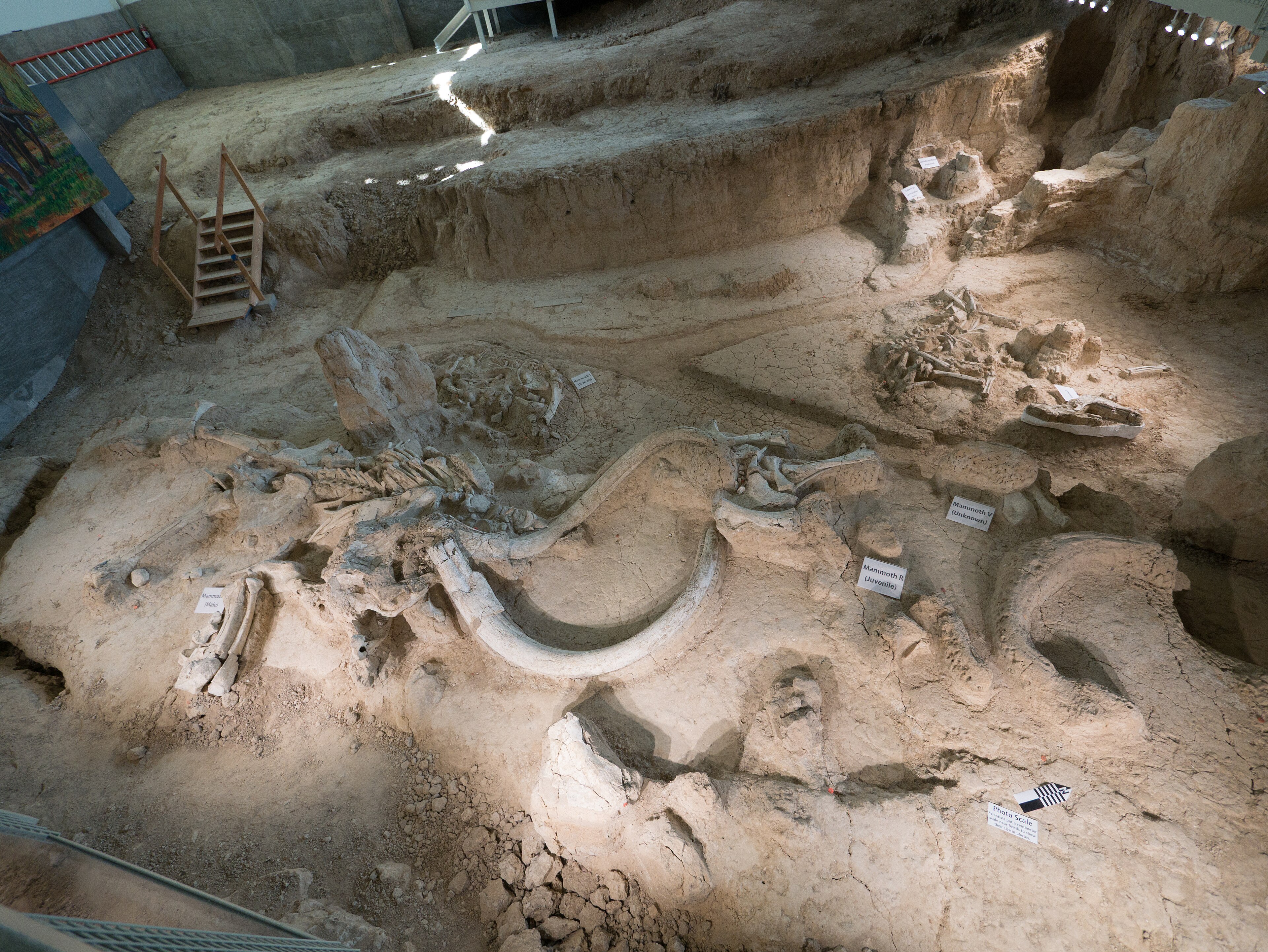 Waco Mammoth National Monument