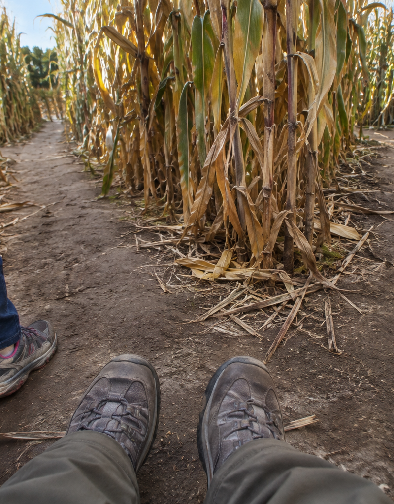 Taking Kids to a Corn Maze in Dixon, California: What to Know Before You Go