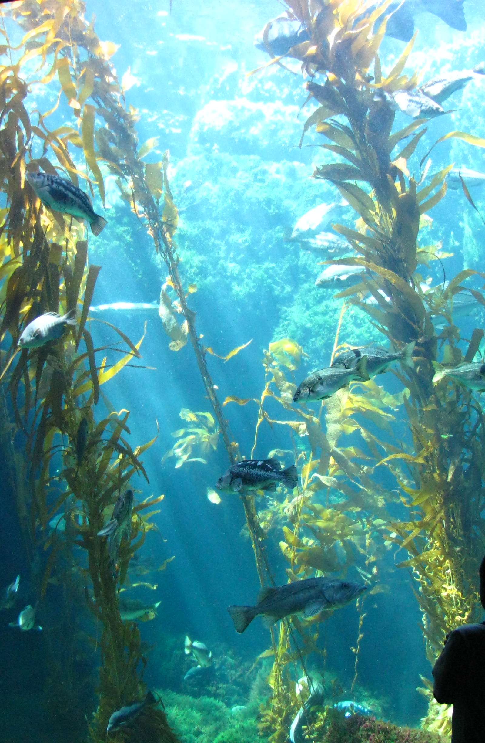 Birch Aquarium at Scripps
