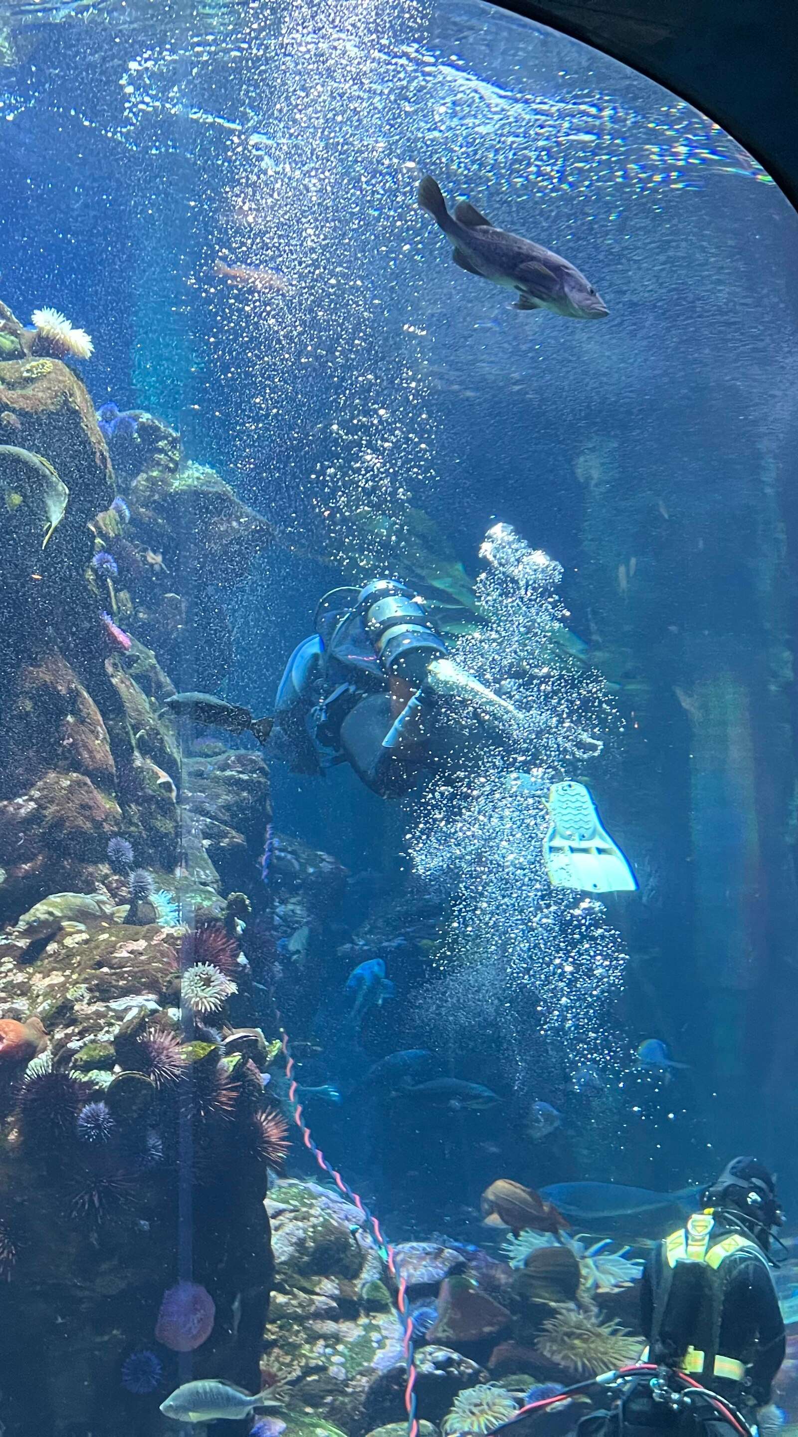California Academy of Sciences