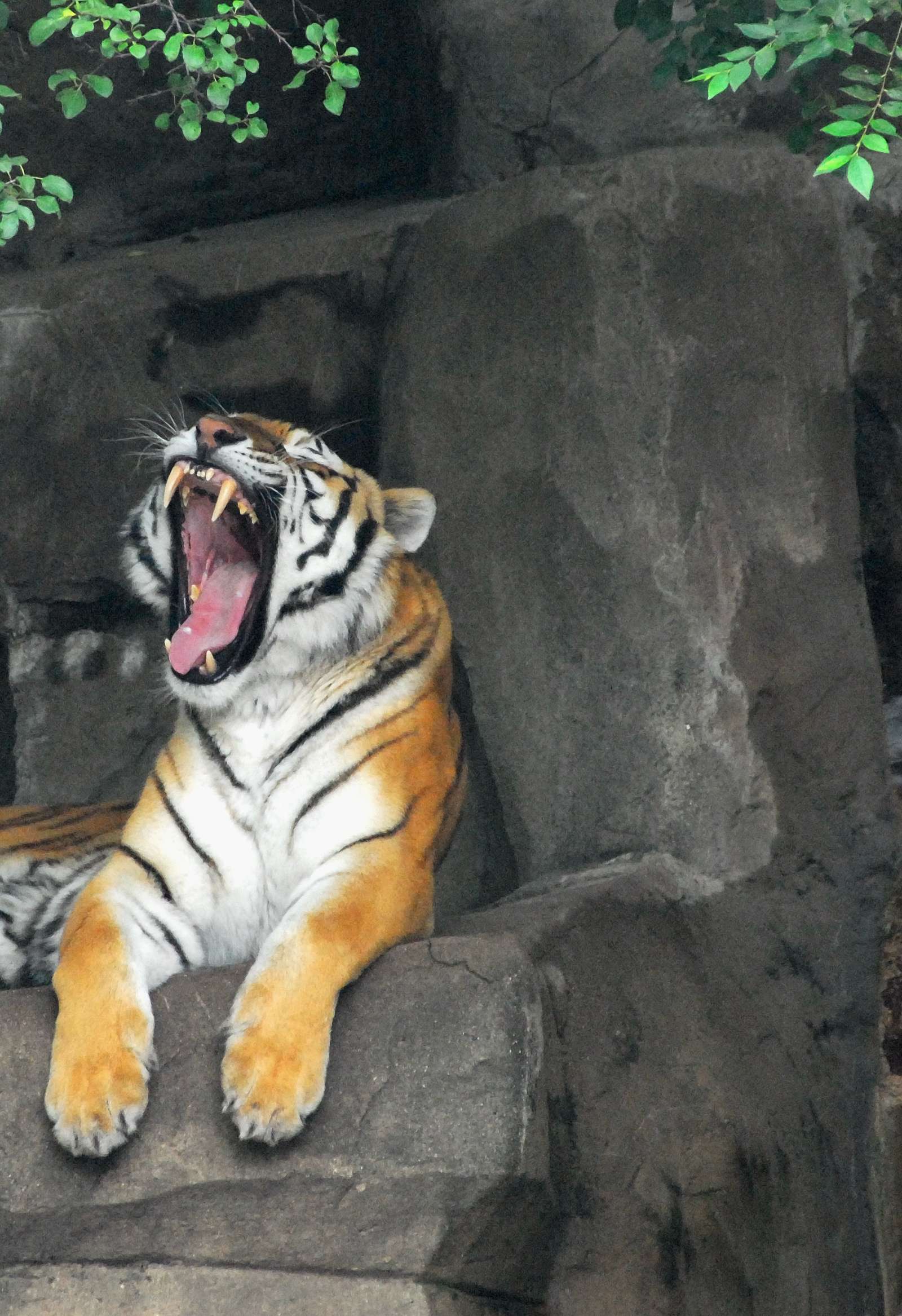 Brookfield Zoo Chicago