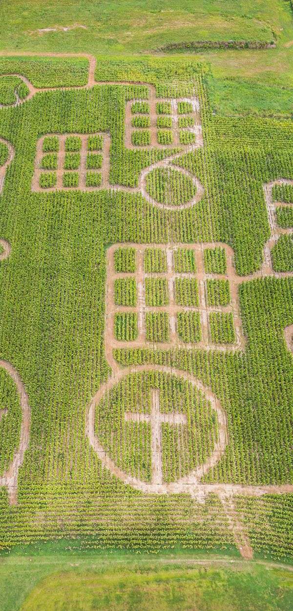 Inside the Illinois Corn Maze That Bills Itself as the World’s Largest