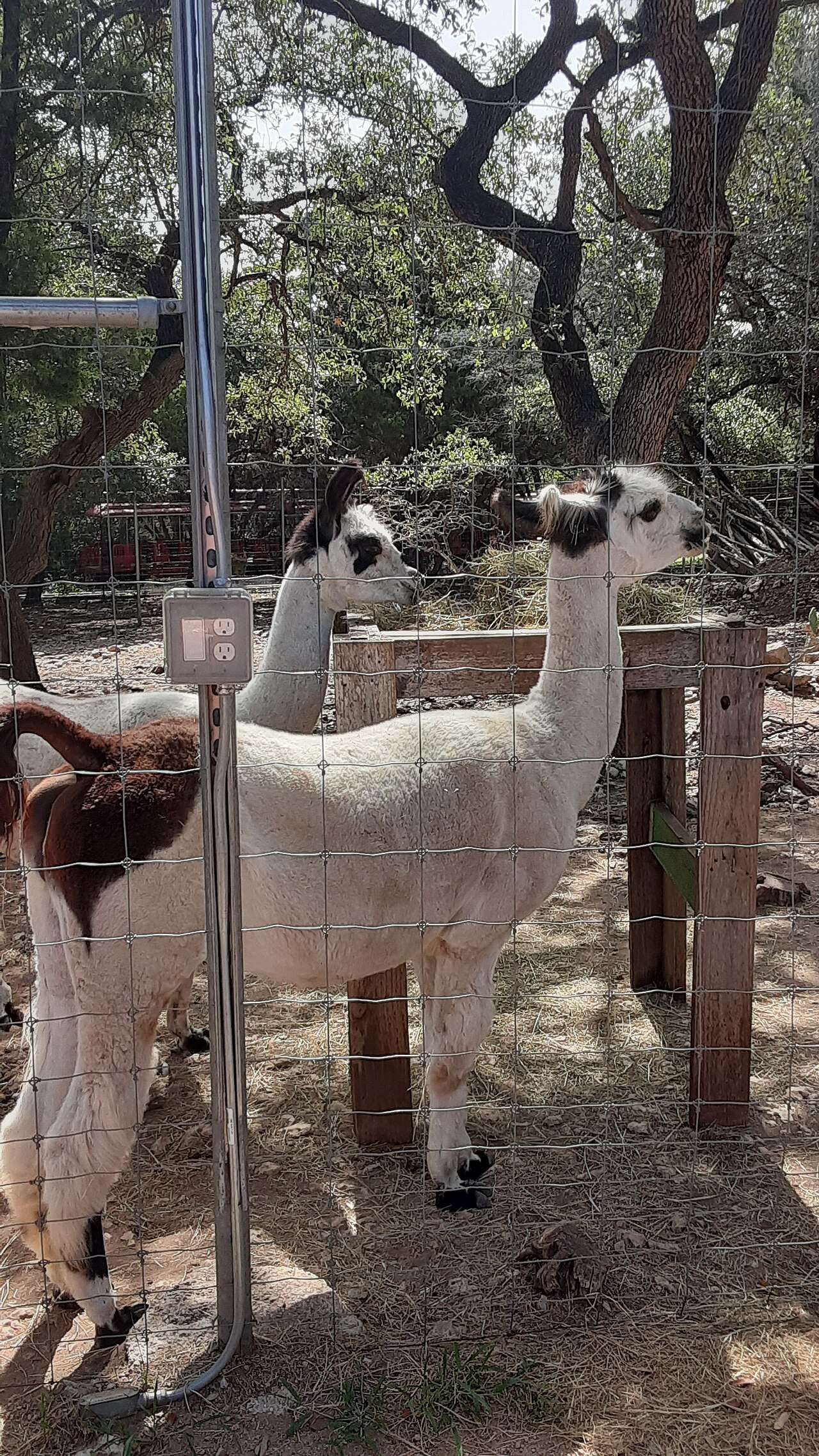 Austin Zoo