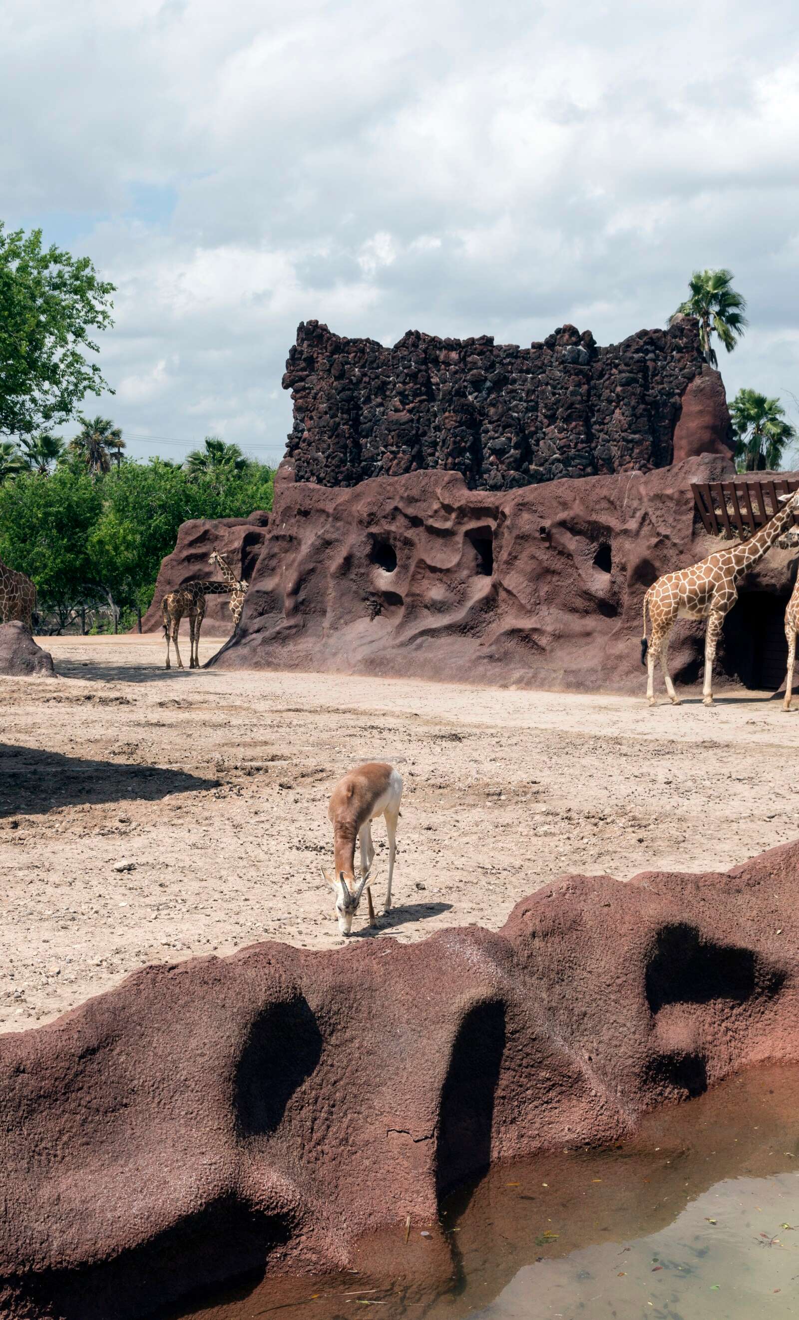 Gladys Porter Zoo