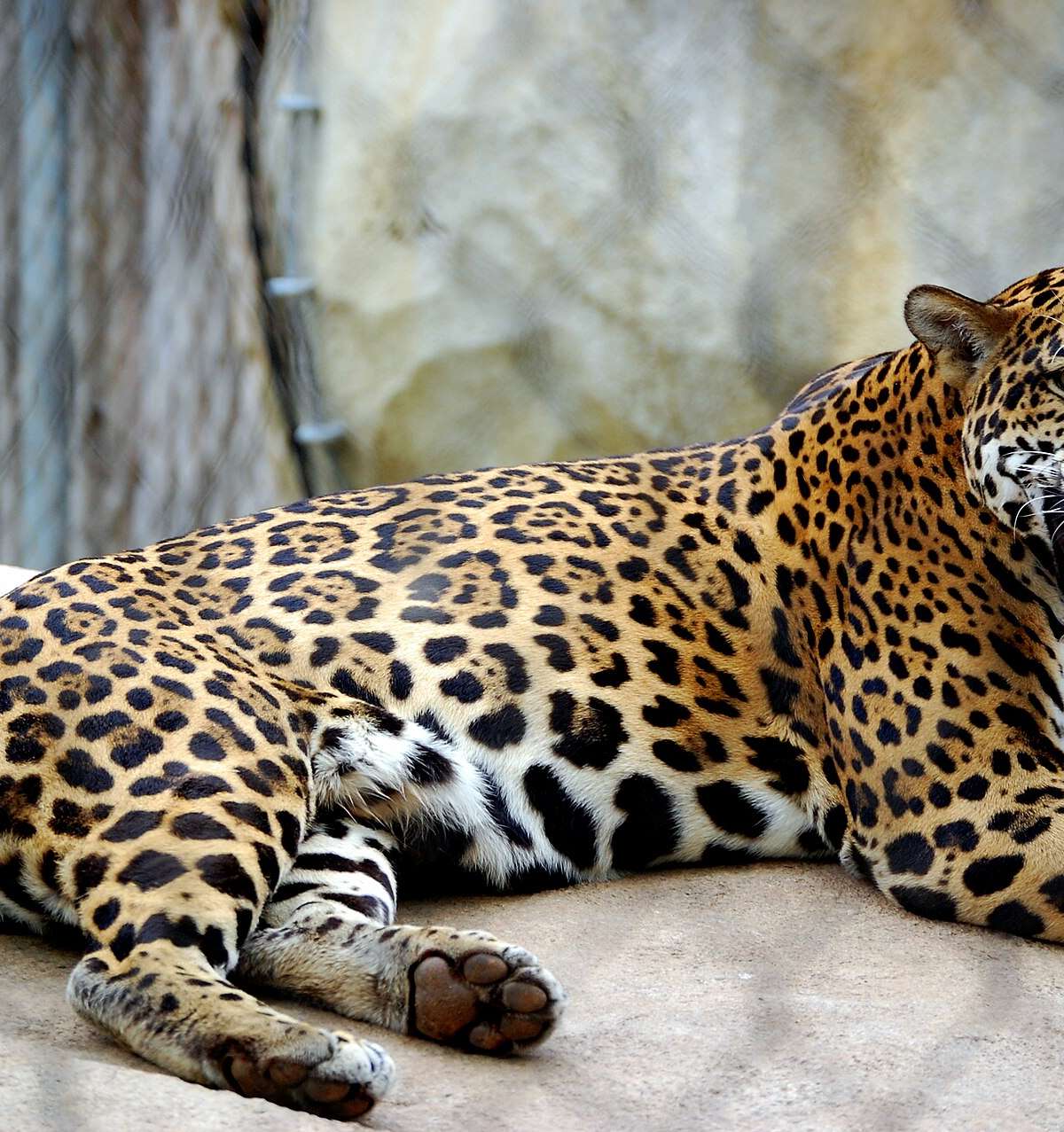 Cameron Park Zoo