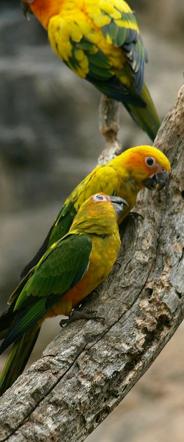 Cameron Park Zoo in Waco, Texas