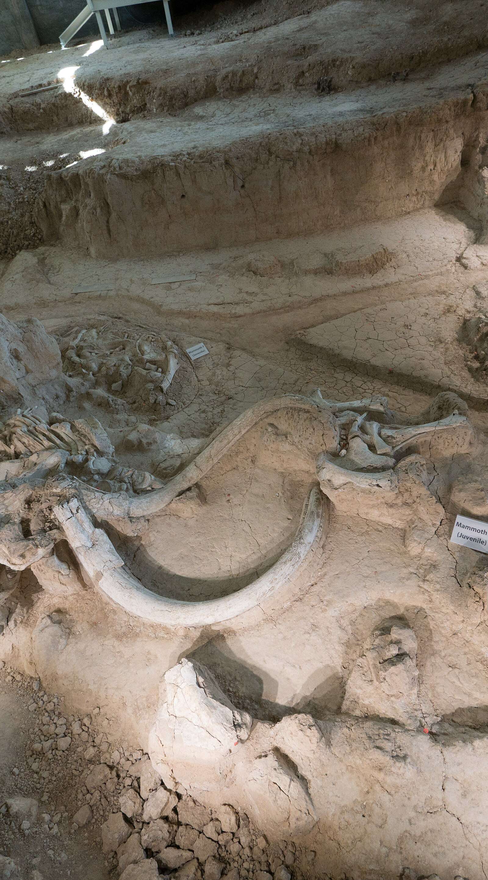 Waco Mammoth National Monument